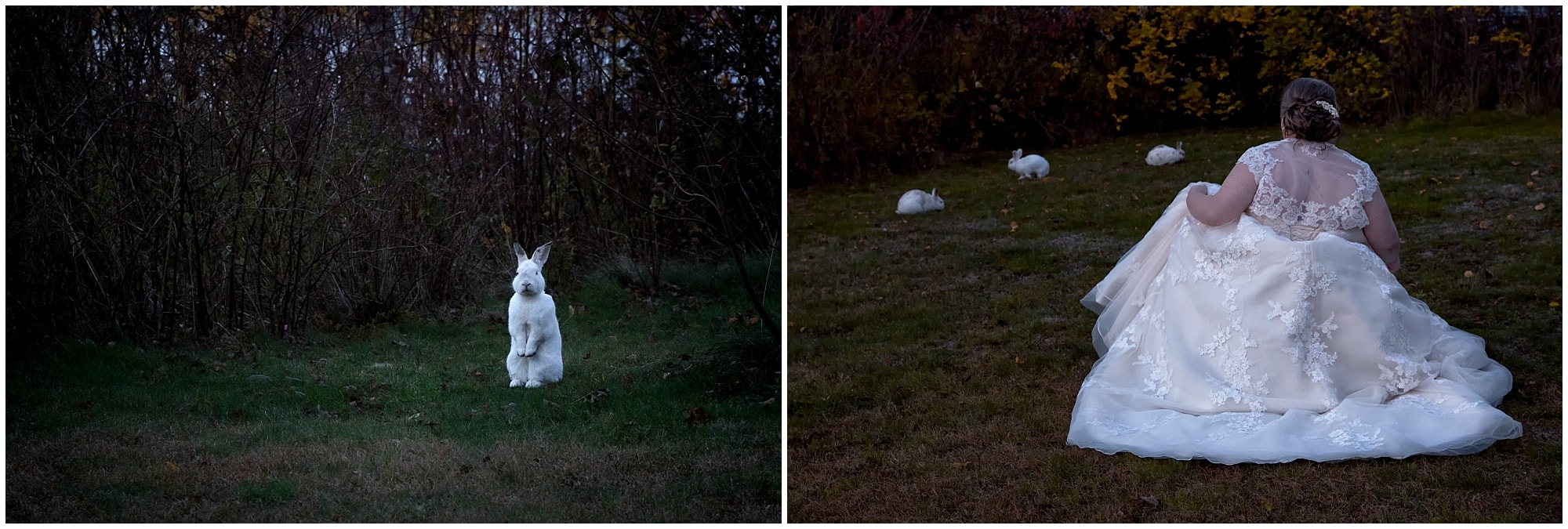 A bride sneaking up to the bunnies trying to keep her dress quiet so she can hopefully feed one at White Point.
