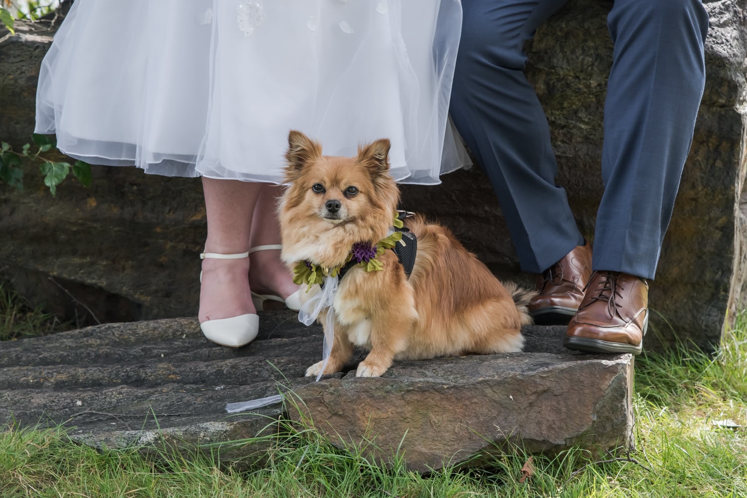 Dogs at weddings, bride and groom with their flower furbaby during their wedding pictures at the Best Western Chocolate Lake in Halifax, NS.