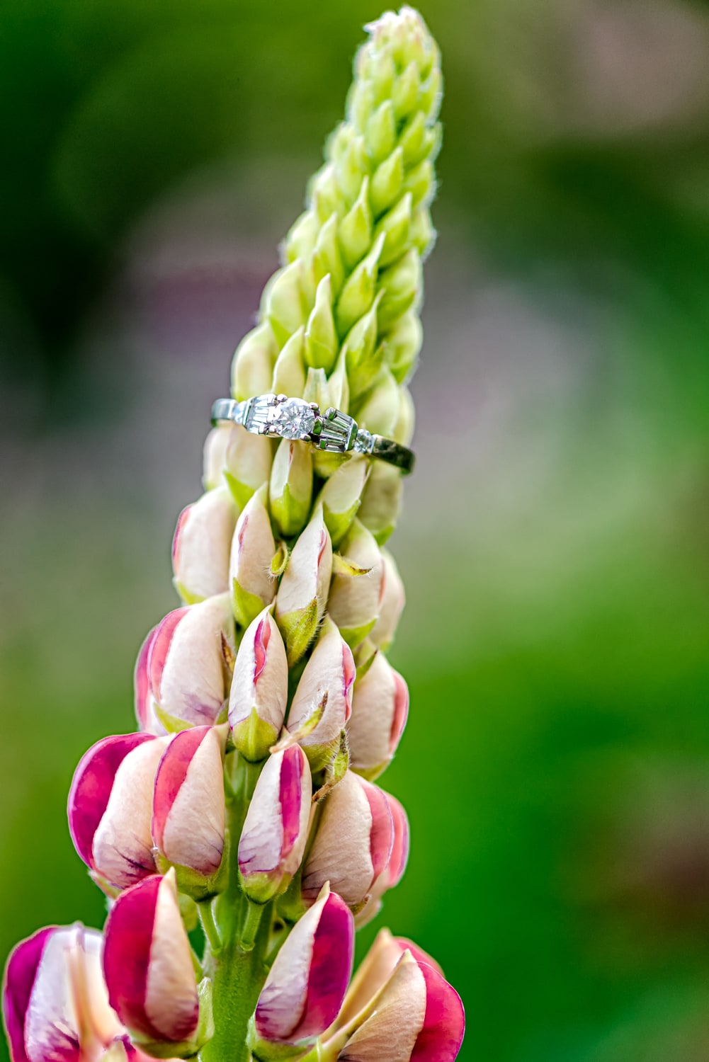 An engagement ring lays on a pink lupin flower at the Public Gardens in Halifax NS.