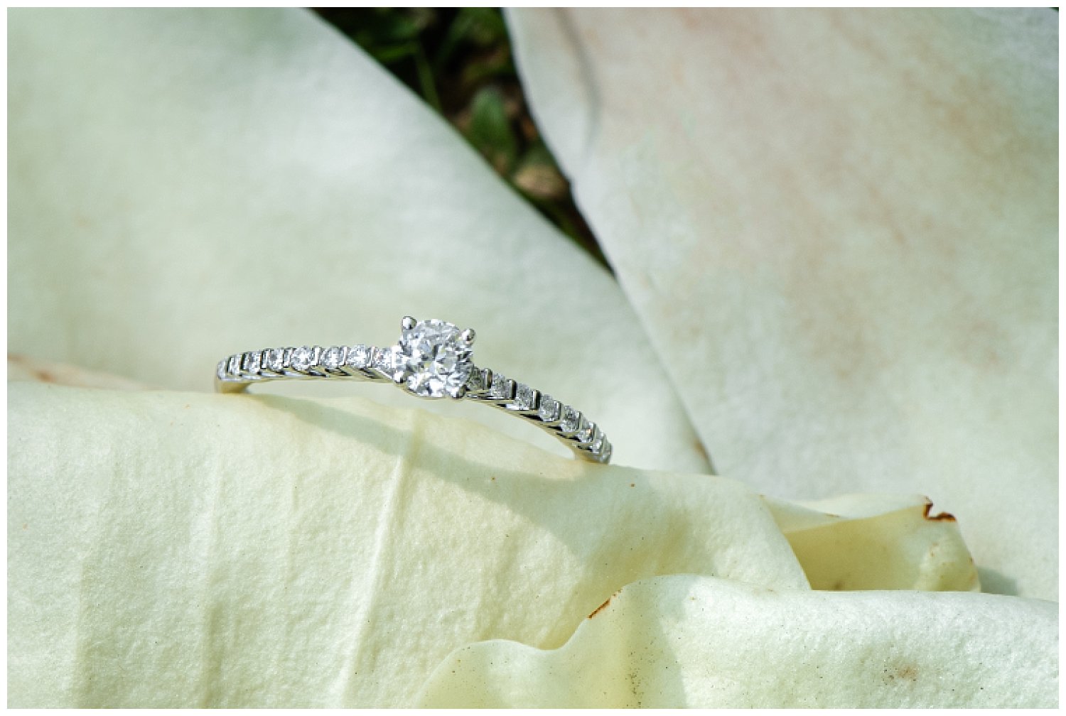 The proposal engagement ring laying on ivory colored petals in the Halifax Public Gardens.