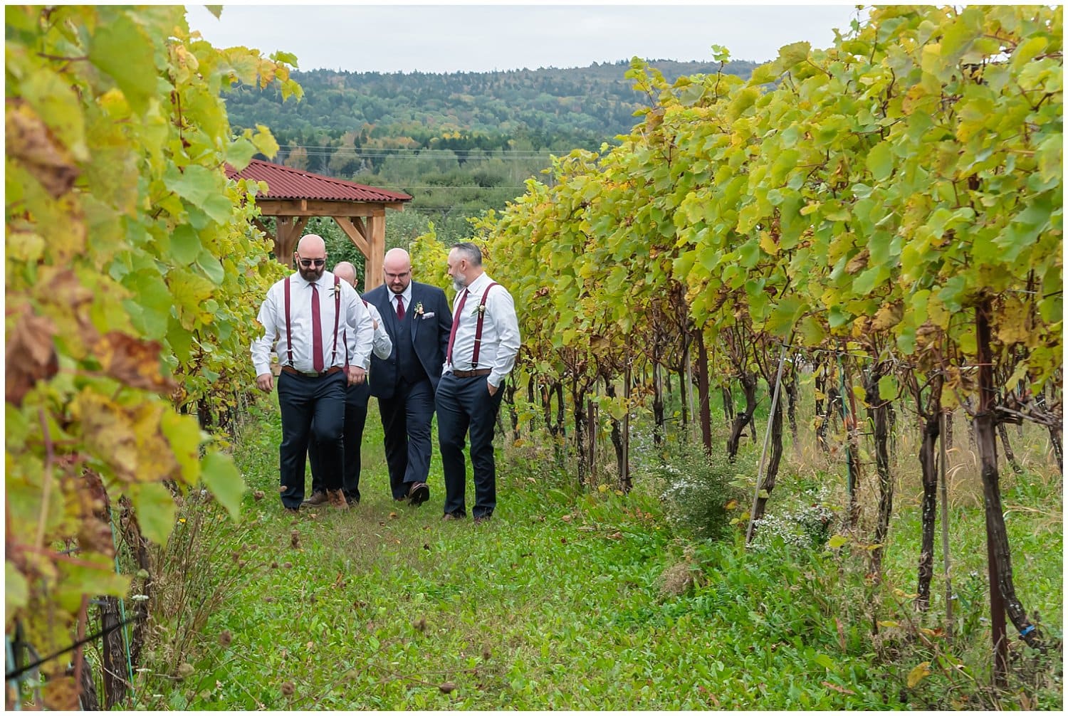 The groom walks though a wine vineyard with his groomsmen.